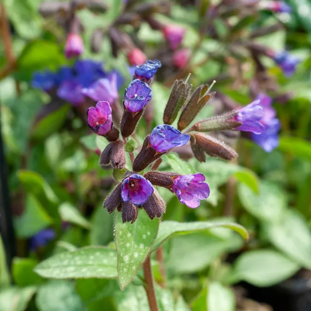 Bakker Plantes vivaces Pulmonaire Majesté vivace pot 9cm argentée