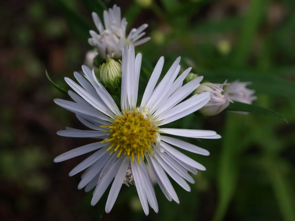 Passion Vivaces Aster X Yvonne vivace godet blanc