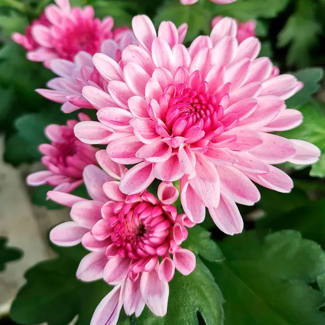 Bakker Chrysanthème rose plante de terrasse pot Ø12cm rose