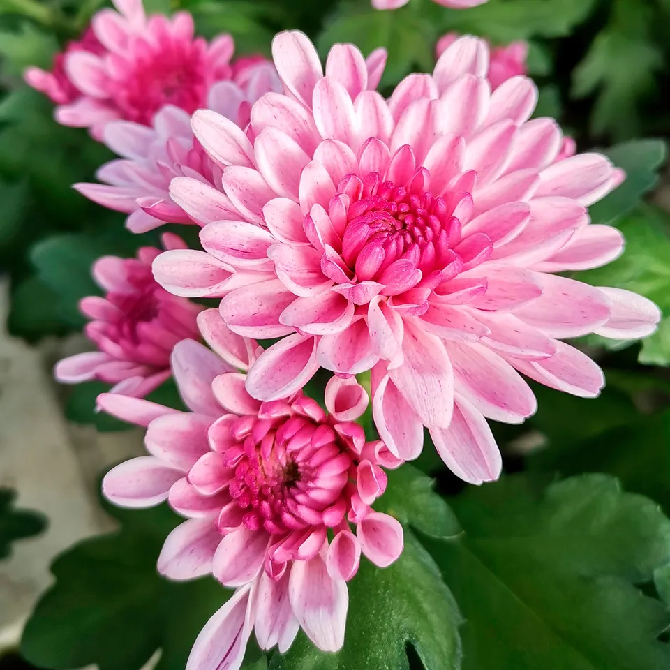 Bakker Chrysanthème rose plante de terrasse pot Ø12cm rose