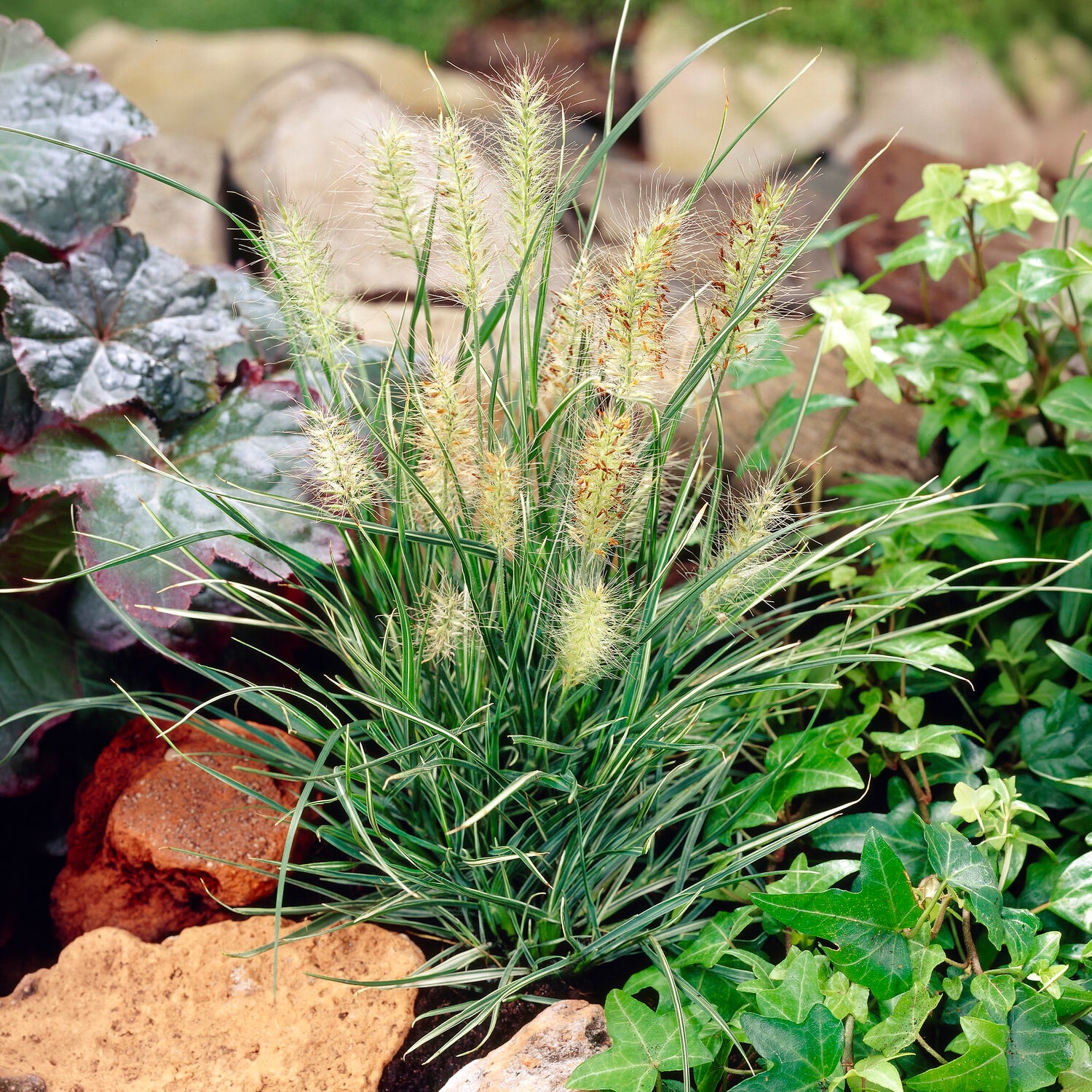 Bakker Pennisetum Little Honey graminée dorée pot Ø 9 cm