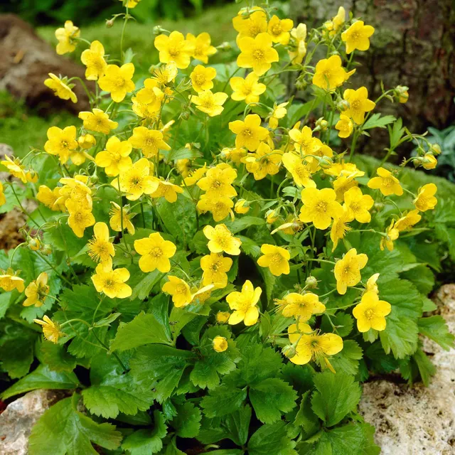 Bakker Waldsteinia ternata plante couvre-sol pot 9cm jaune