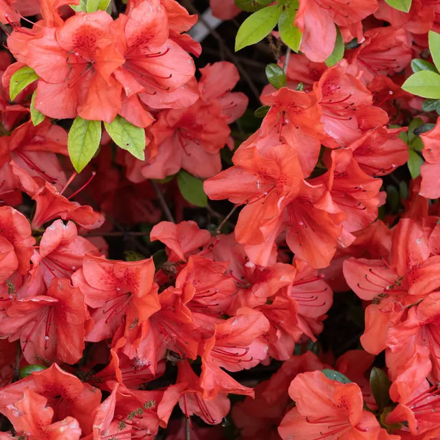Bakker Orange Surprise azalée du Japon pot Ø 9cm fleur orange