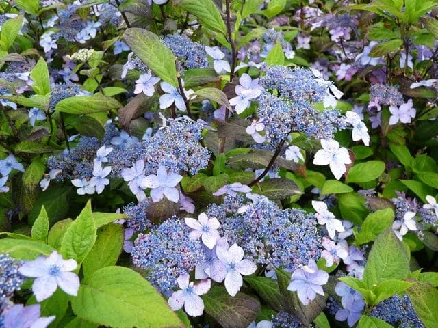 Les Hortensias du Haut Bois Kuro hime hortensia serrata fleurs plates godet