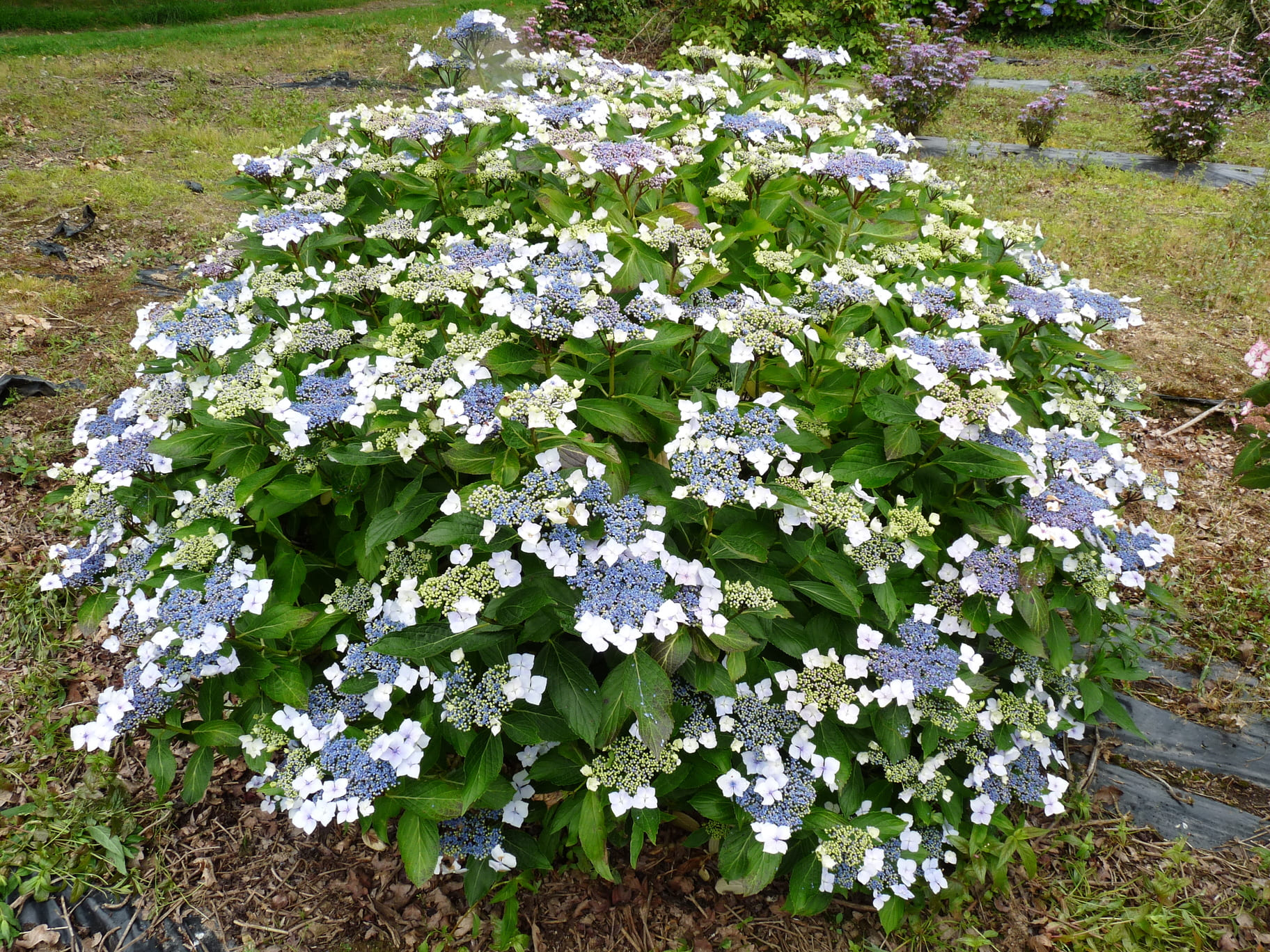 Les Hortensias du Haut Bois Mariesii hortensia plat godet