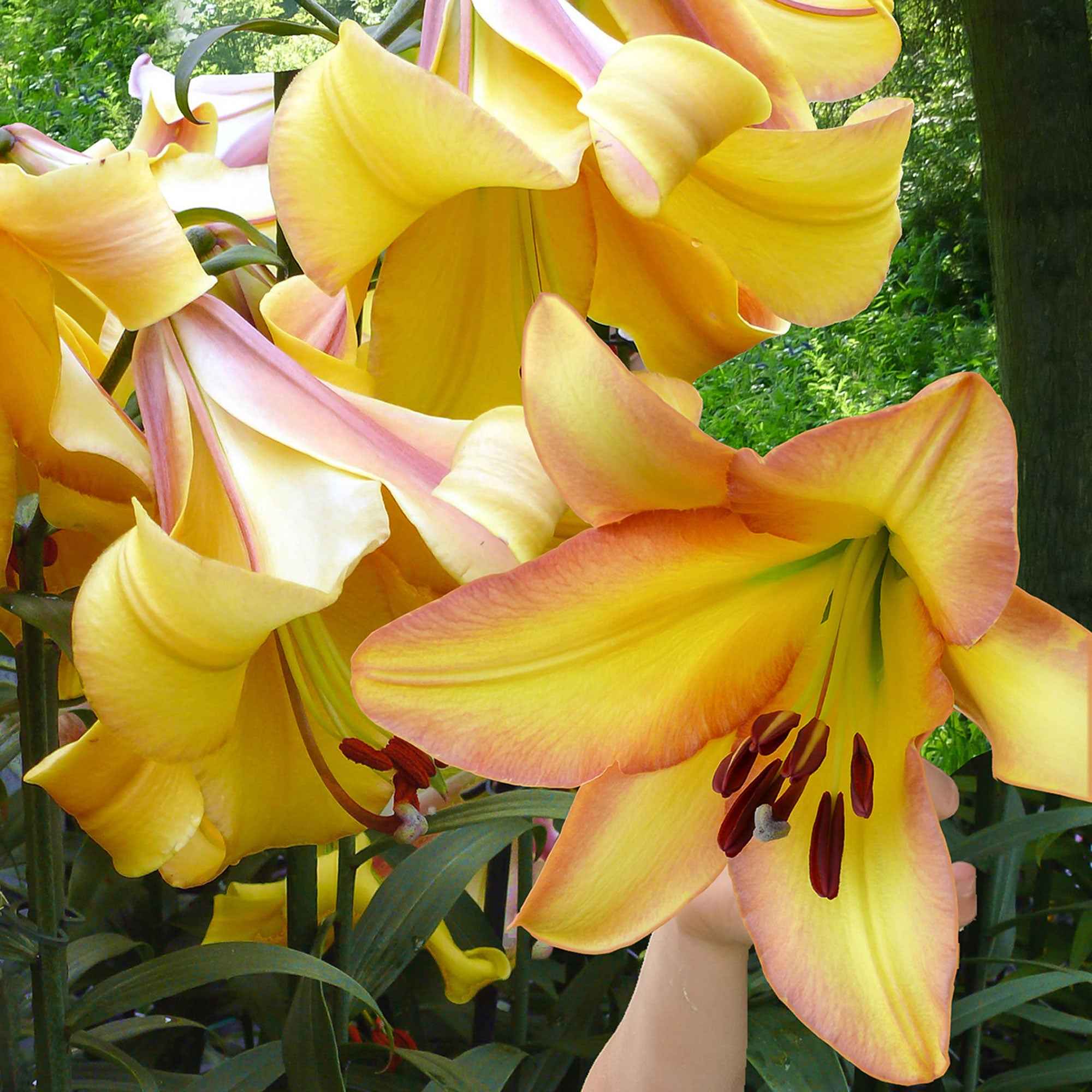 Bakker Lis géant Rising Moon bulbes sachet 5 fleurs 25cm