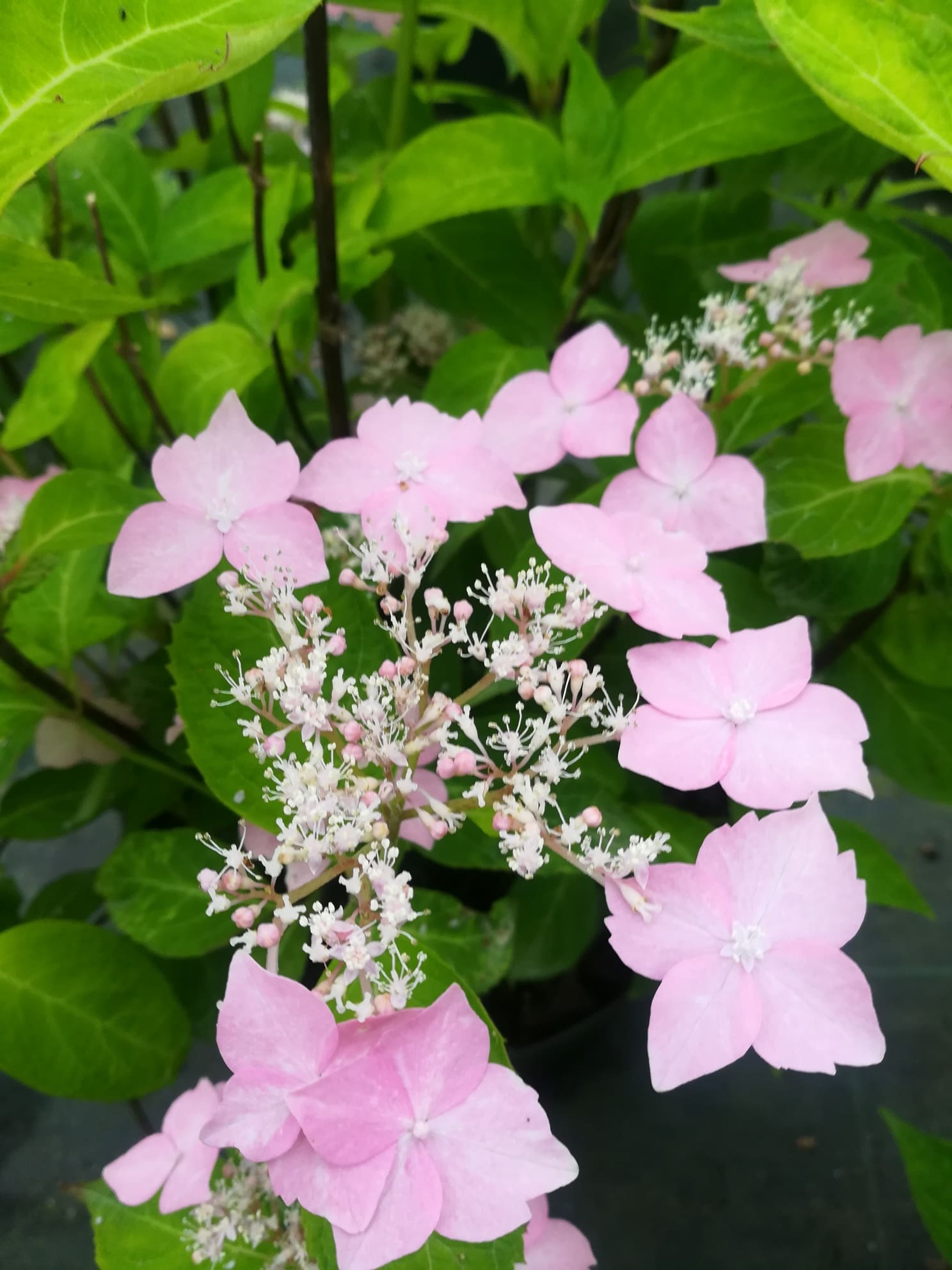 Les Hortensias du Haut Bois Diadem hortensia serrata dentelé