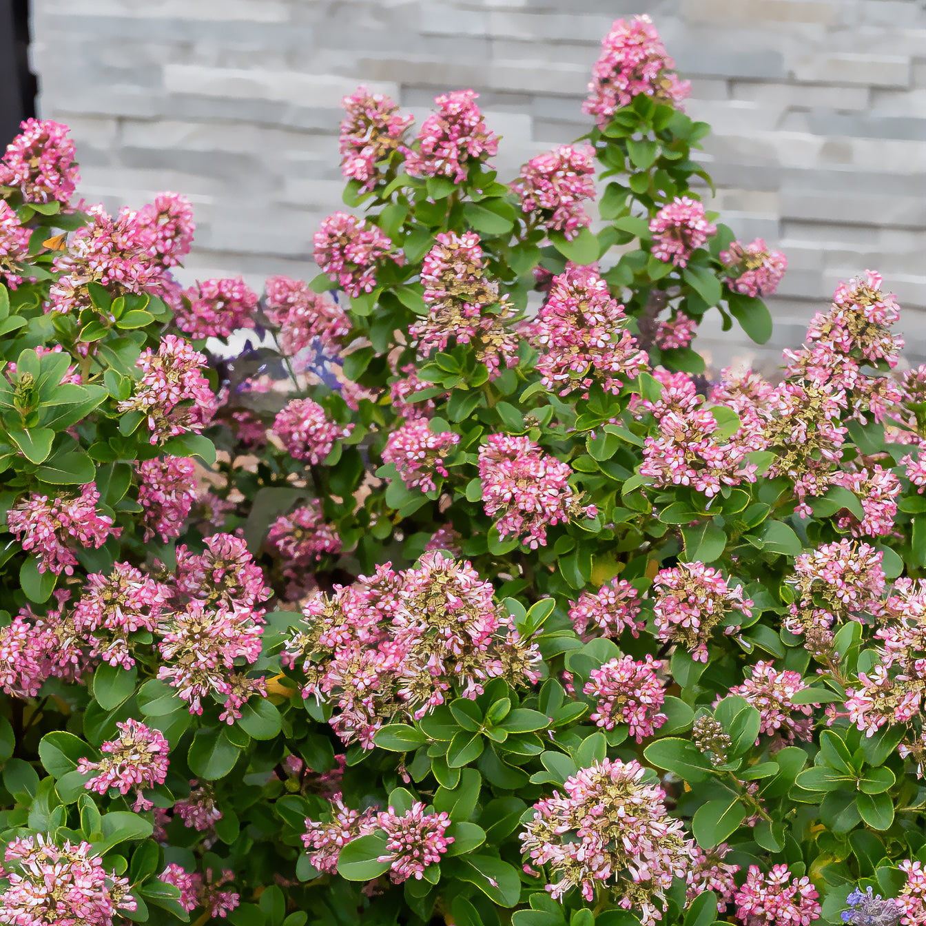 Bakker Escallonia Pink Elle arbuste pot 2L 15-20cm fleurs roses