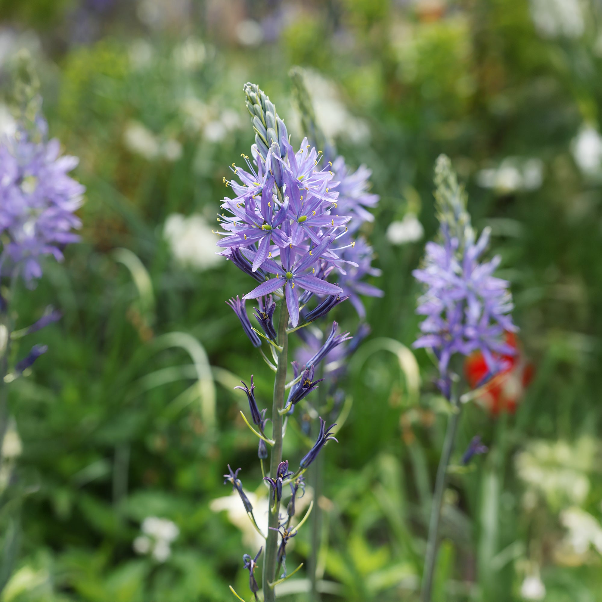 Bakker Camassies de Leichtlin à fleurs bleues bulbes 3 bulbes mellifère