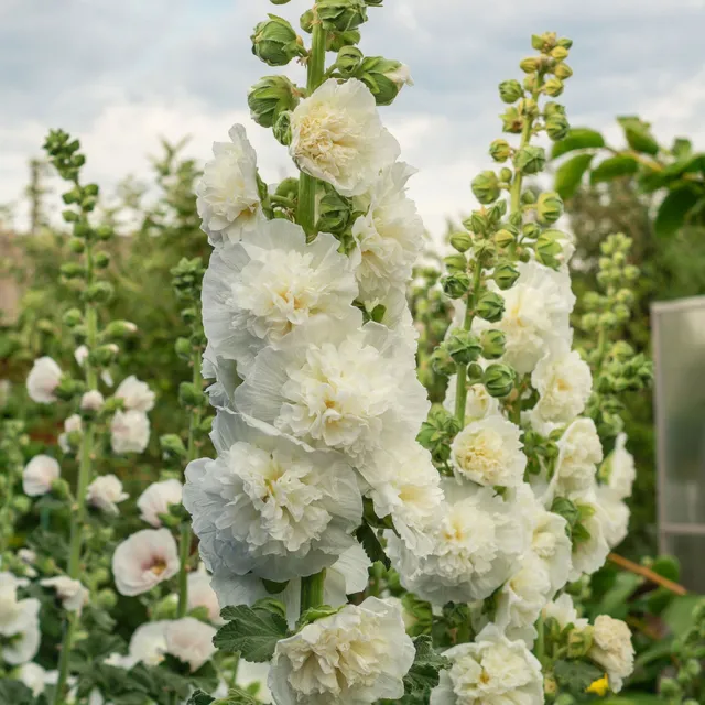 Bakker Alcea rosea rose trémière double blanche pot 8cm