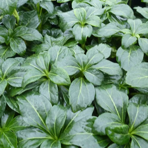 Bakker Pachysandre Green Sheen couvre-sol pot Ø9cm ombre