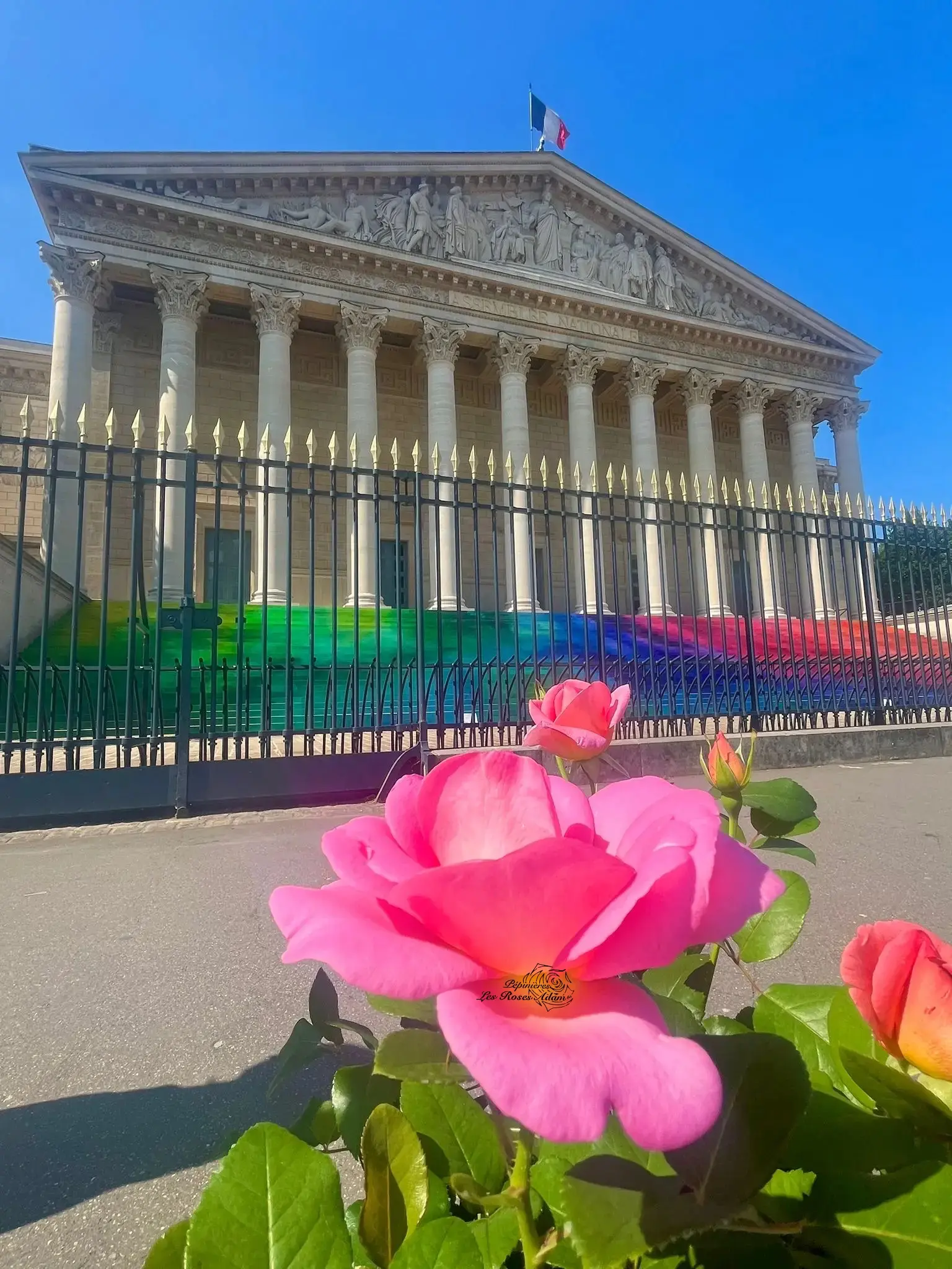 Michel Adam Alexis Danan Adaraixa rosier buisson rose nacré
