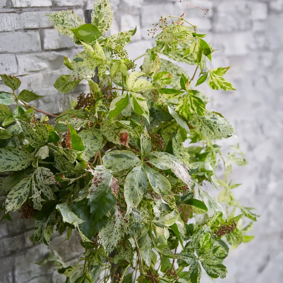 Bakker Star Shower vigne vierge panachée pot 1,5L 55-65cm