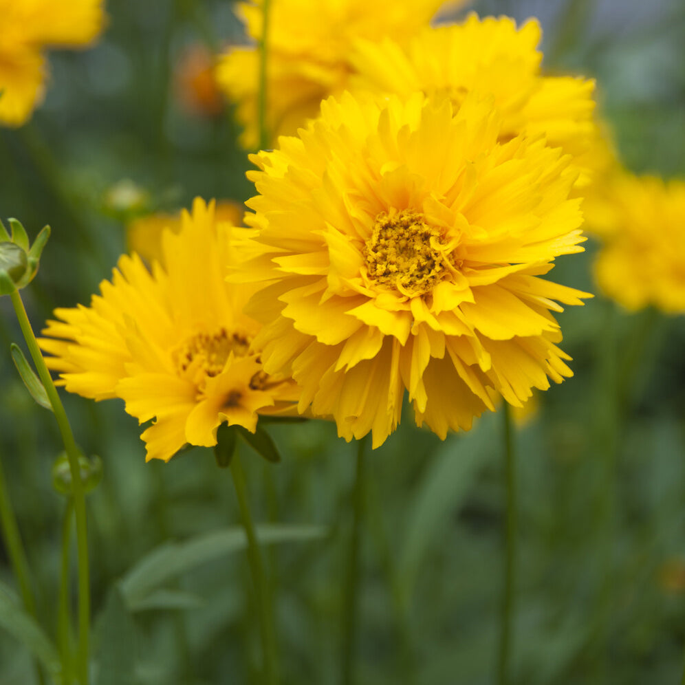 Bakker Plantes vivaces Early Sunrise coréopsis pot 9 cm jaune