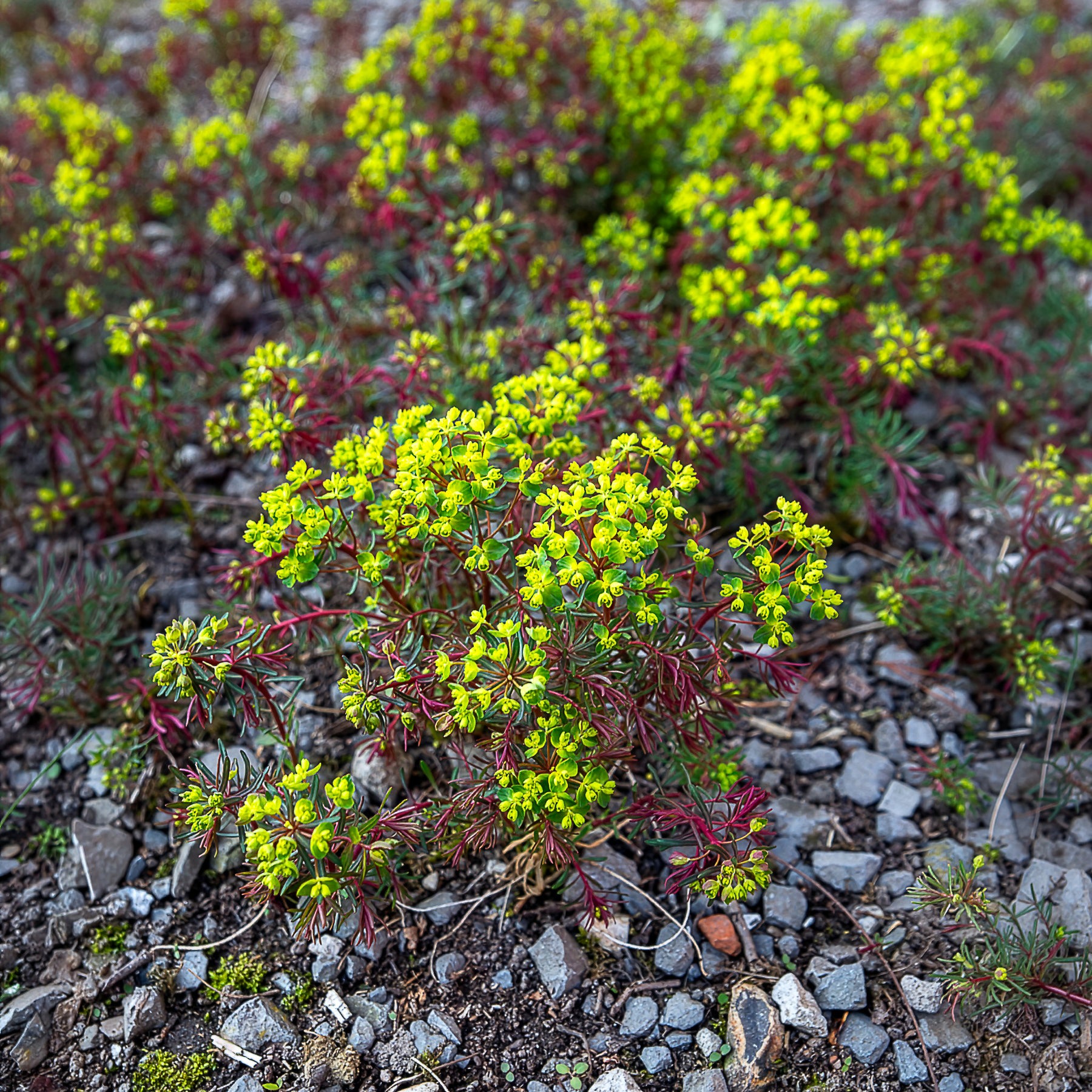 Bakker Euphorbe Clarice Howard vivace pot Ø 9cm jaune