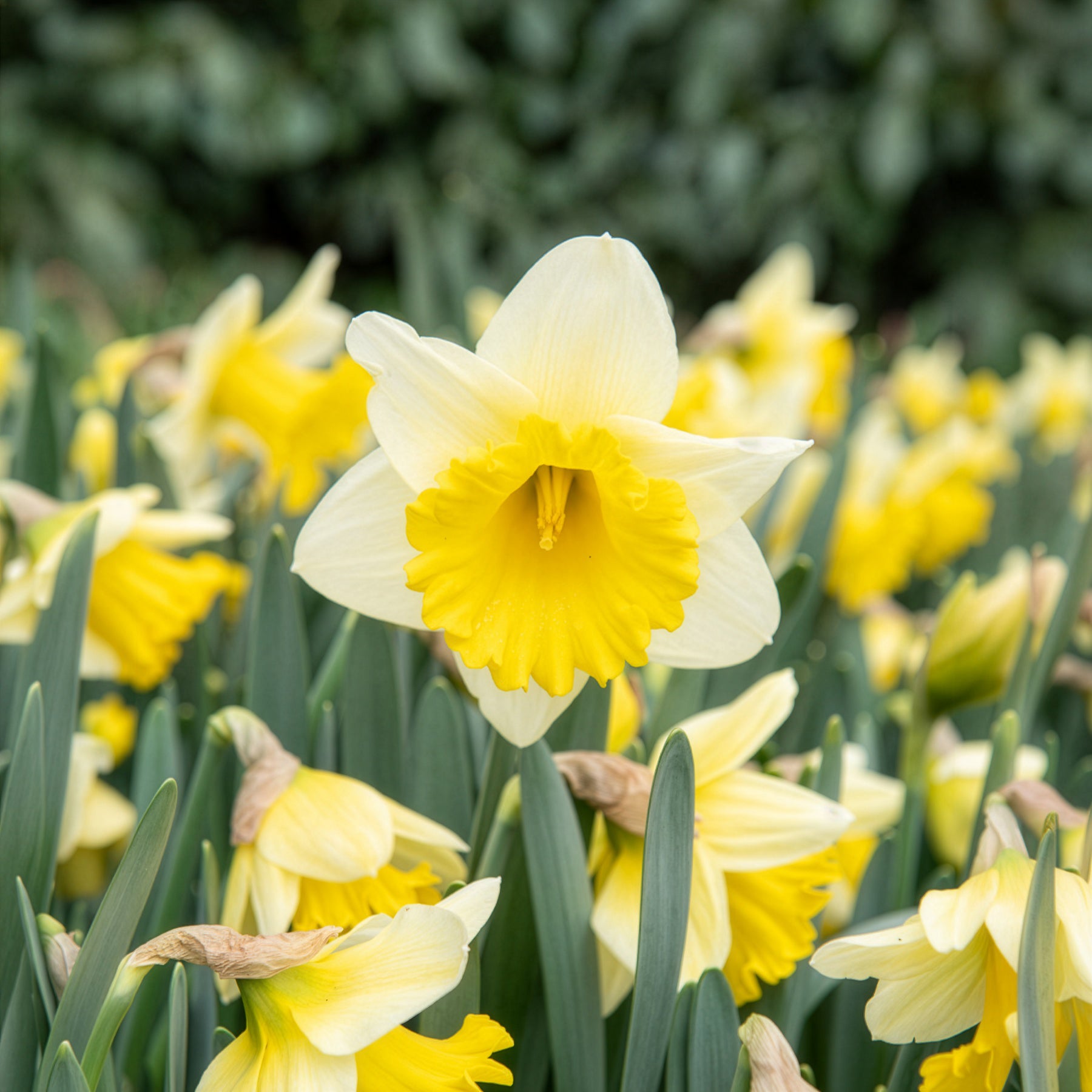 Bakker Goblet narcisse sachet 10 bulbes blanc jaune