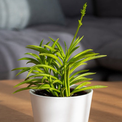Bakker Intérieur Séneçon de Barberton succulente pot 12cm