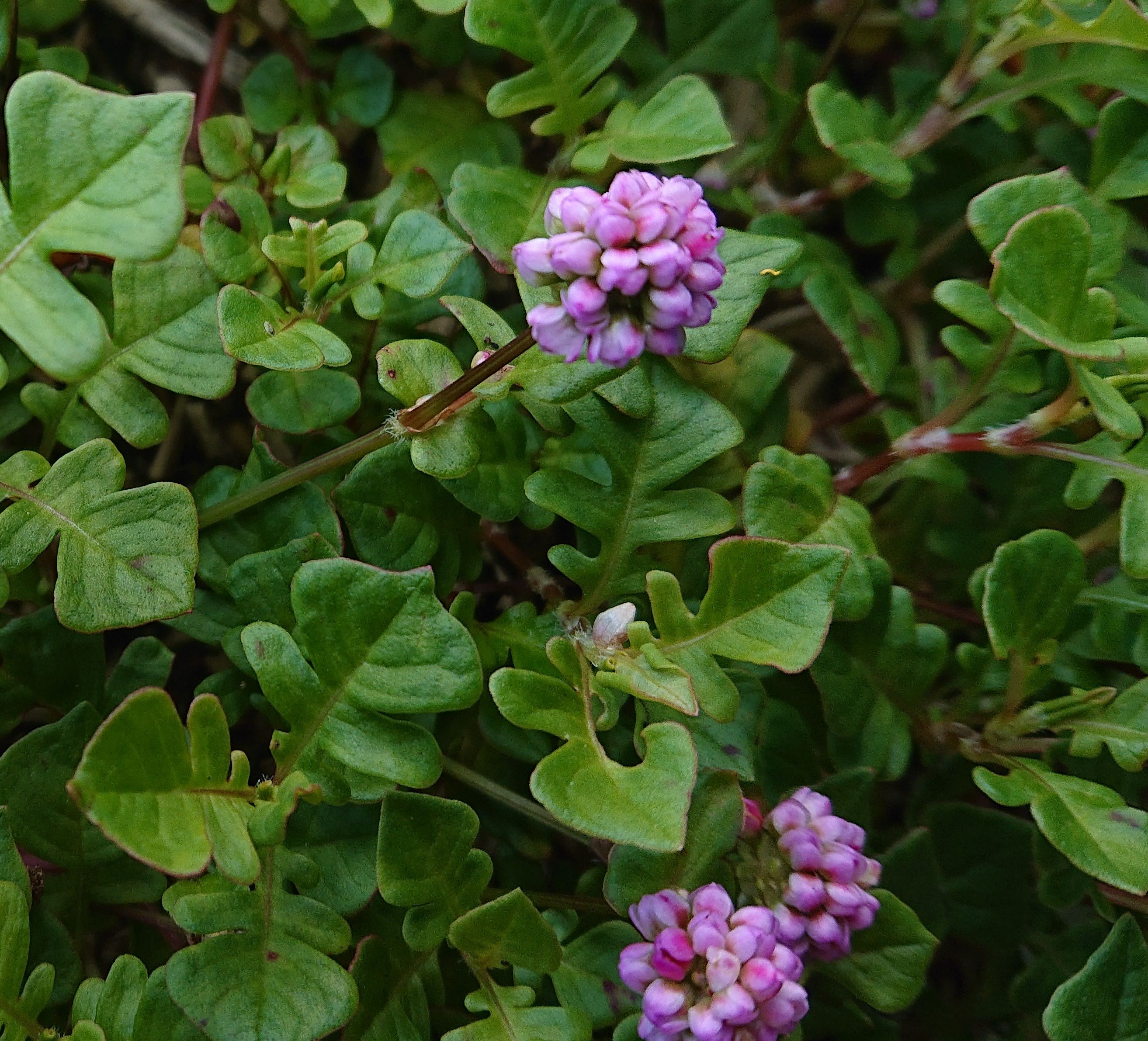 Persicaria Needham’s Form couvre-sol pompons rose tendre