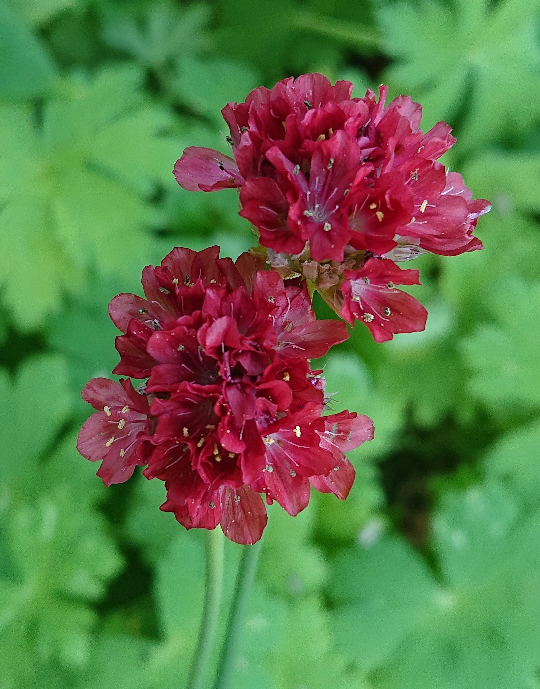 Passion Vivaces Armeria Ballerina Red gazon Espagne pot 1L