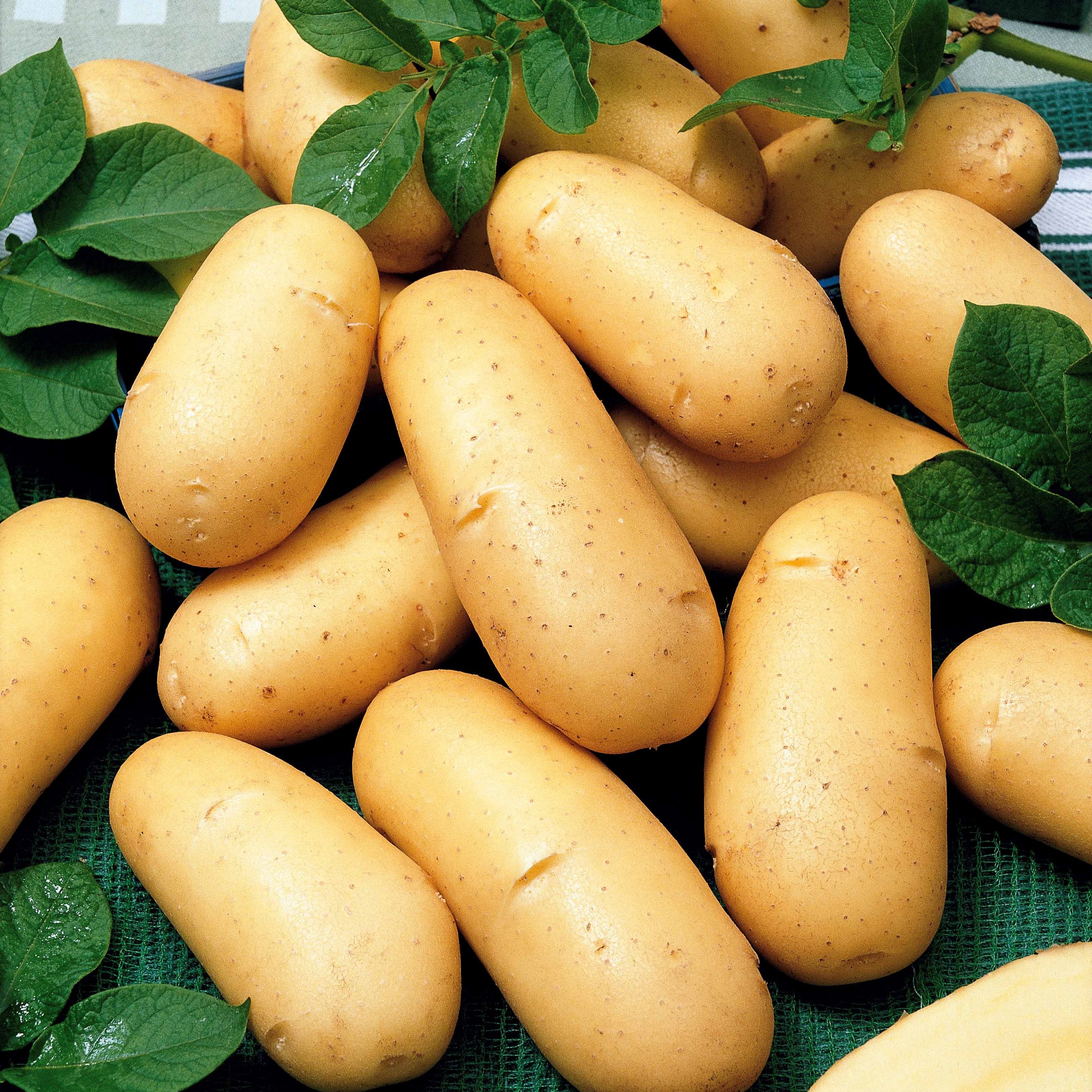 Bakker Pommes de terre 80 plants 3 variétés récolte
