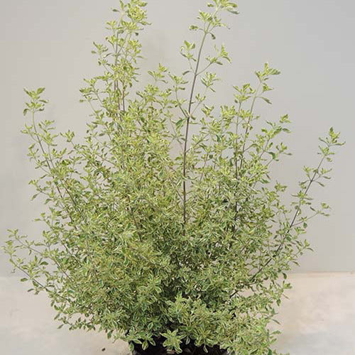 Bakker Menthe Australienne panachée plante aromatique pot 8cm