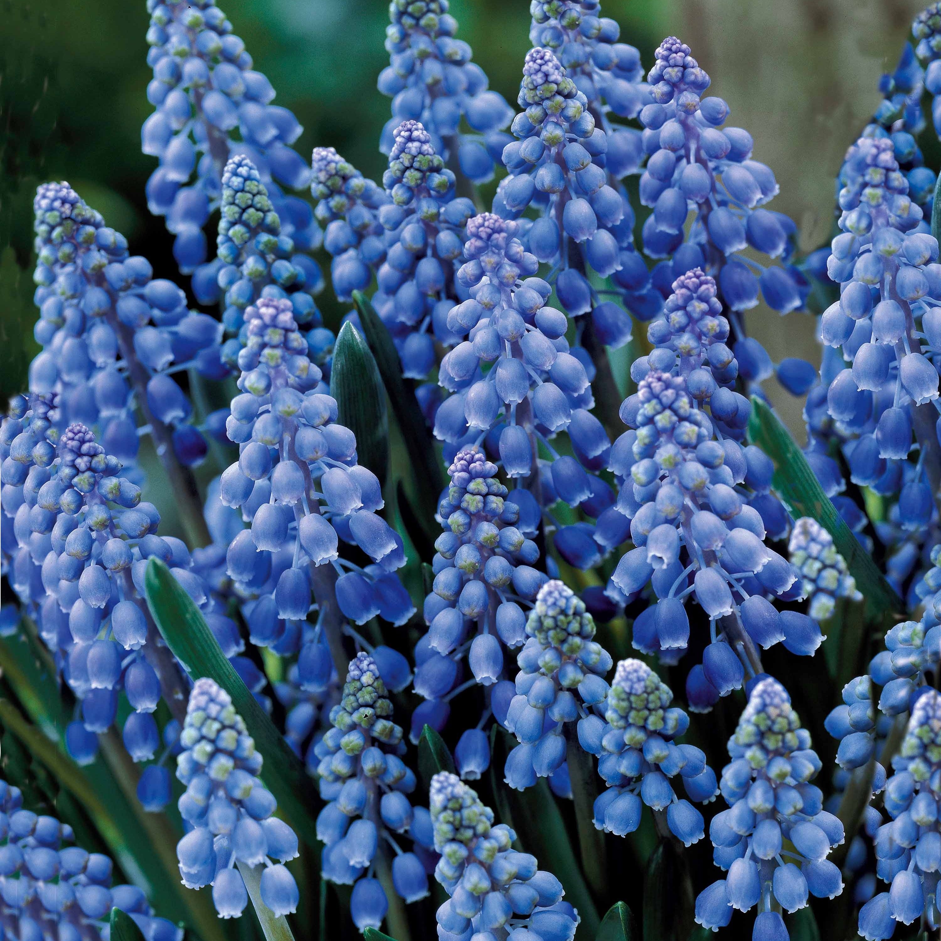 Bakker Muscaris bleus bulbes sachet 10 bulbes floraison mars