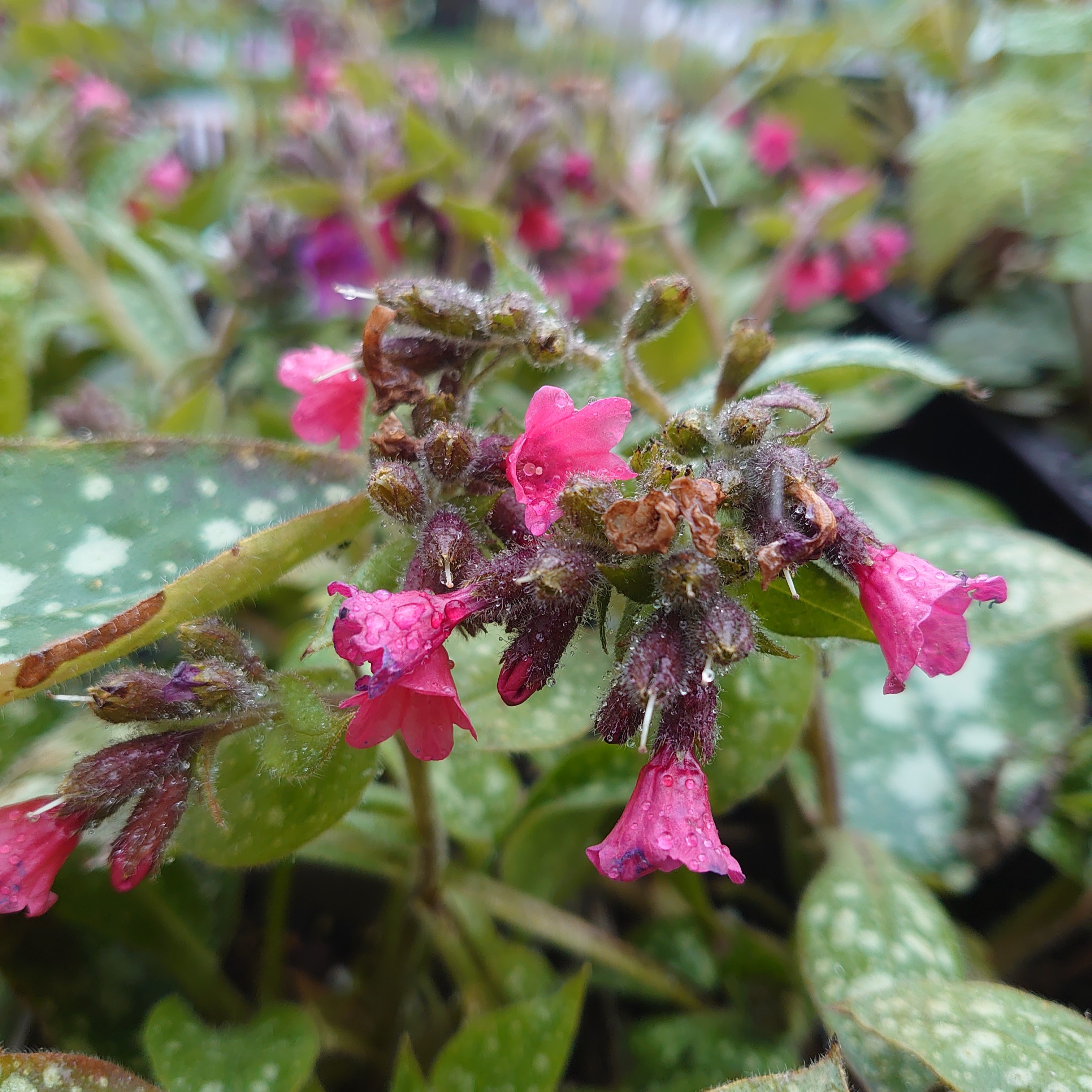 Passion Vivaces Pulmonaria Shrimps on the Barbie plante pot 1 litre