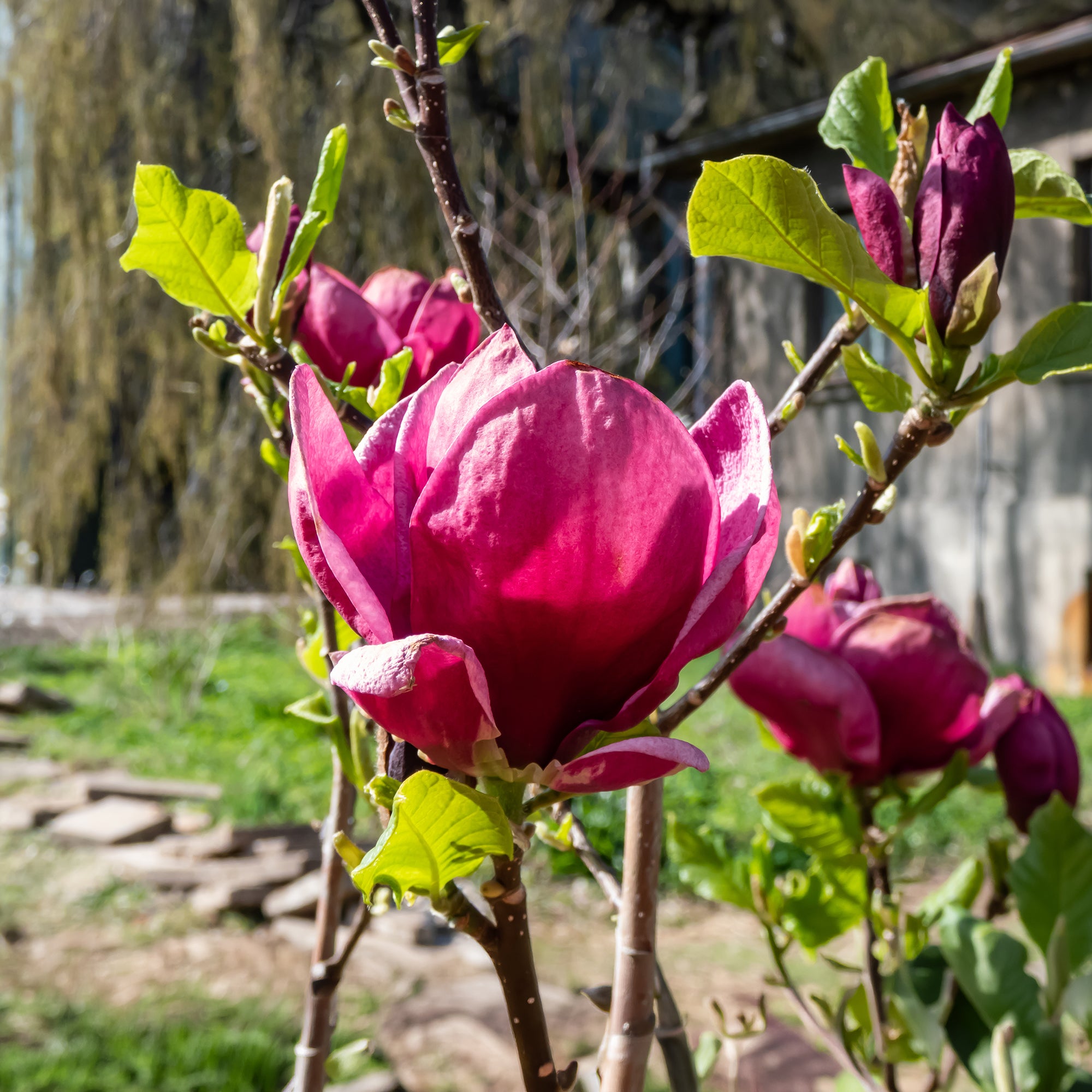 Bakker Magnolia Genie arbuste pot 2L fleurs fuchsia parfumées