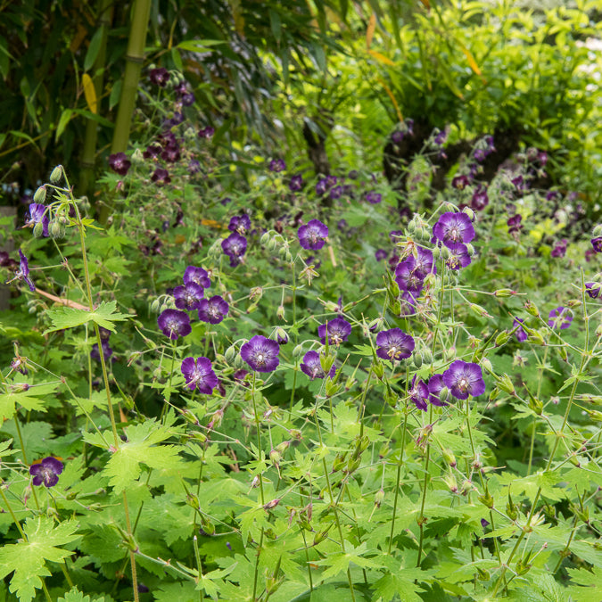 Bakker Géranium livide vivace violet pot 9cm