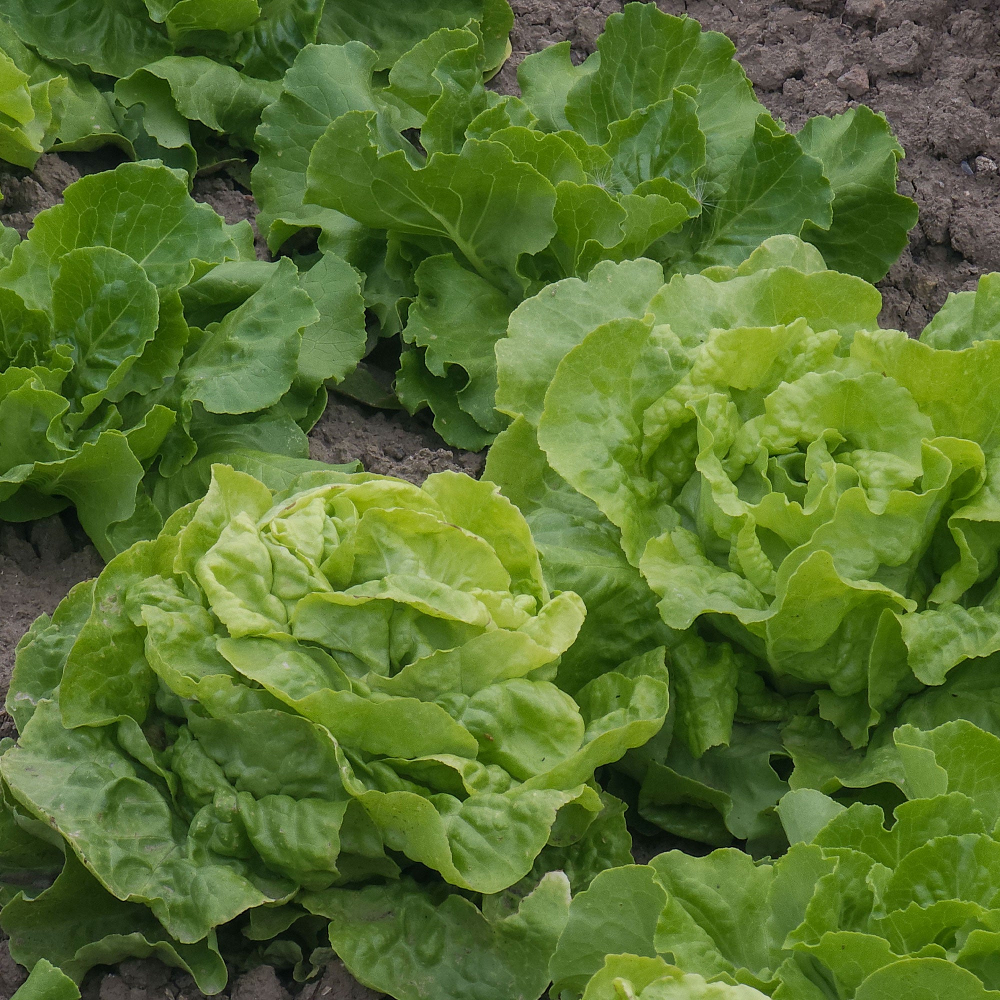 Bakker Potager Laitue Deliane pommée sachet 1g 750 graines