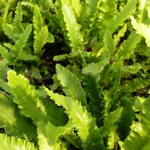 Bakker Plantes vivaces Fougère scolopendre plante pot Ø9cm