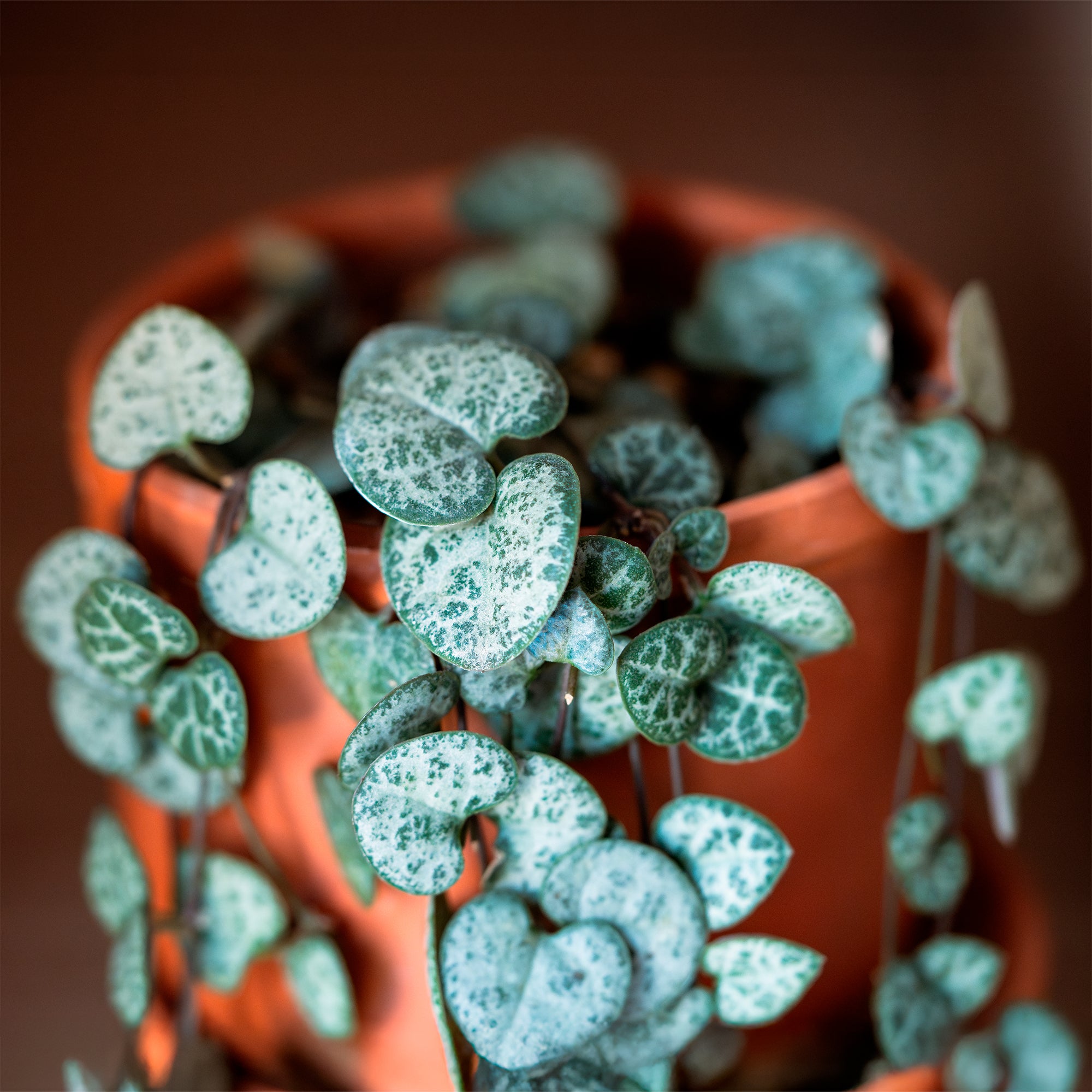 Bakker Chaîne des cœurs Ceropegia pot Ø 11cm retombante