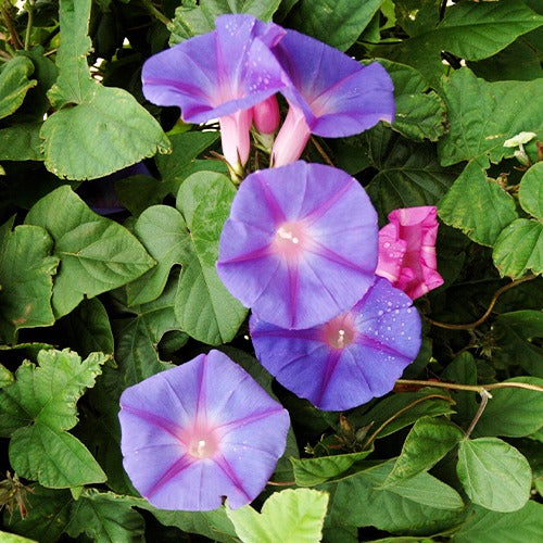 Bakker Ipomée grandes fleurs volubilis pot Ø10,5cm violet