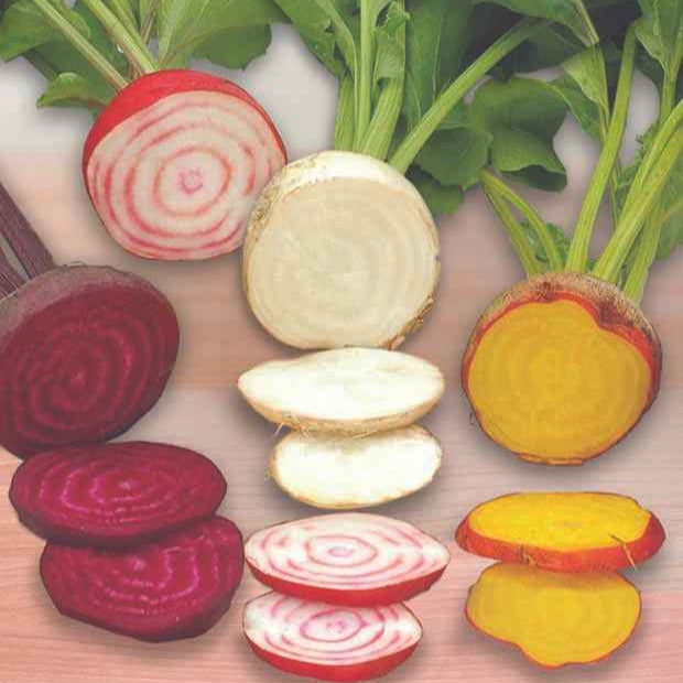 Bakker Hullahup mix betterave rouge sachet 200 graines sucrée