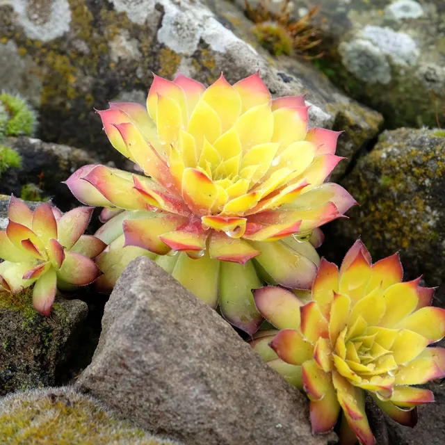 Bakker Plantes vivaces Joubarbe Gold Nugget pot Ø9cm dorée