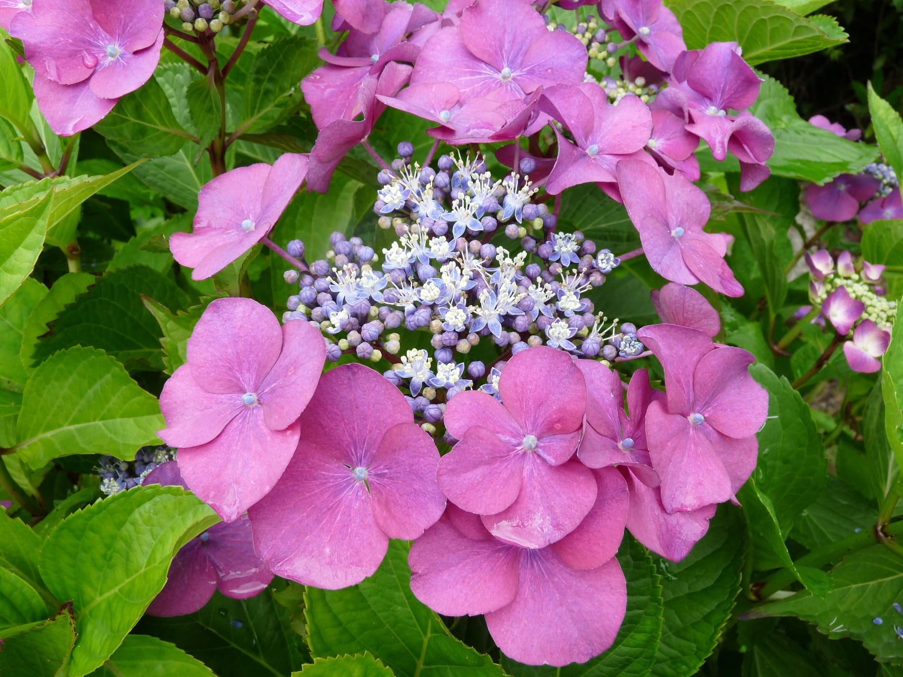 Les Hortensias du Haut Bois Geoffrey Chadbund hortensia lacecap godet
