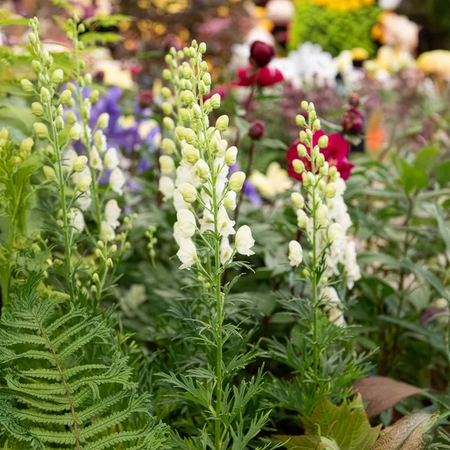Bakker Aconit blanc Album plante vivace pot 9cm fleur blanche