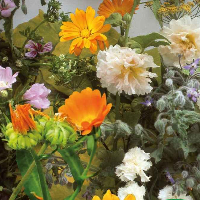 Bakker Graines fleurs et herbes comestibles sachet 2m2 mélange
