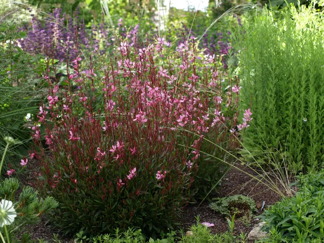 Passion Vivaces Gaura lindheimeri Tutti Frutti rose pot 1L