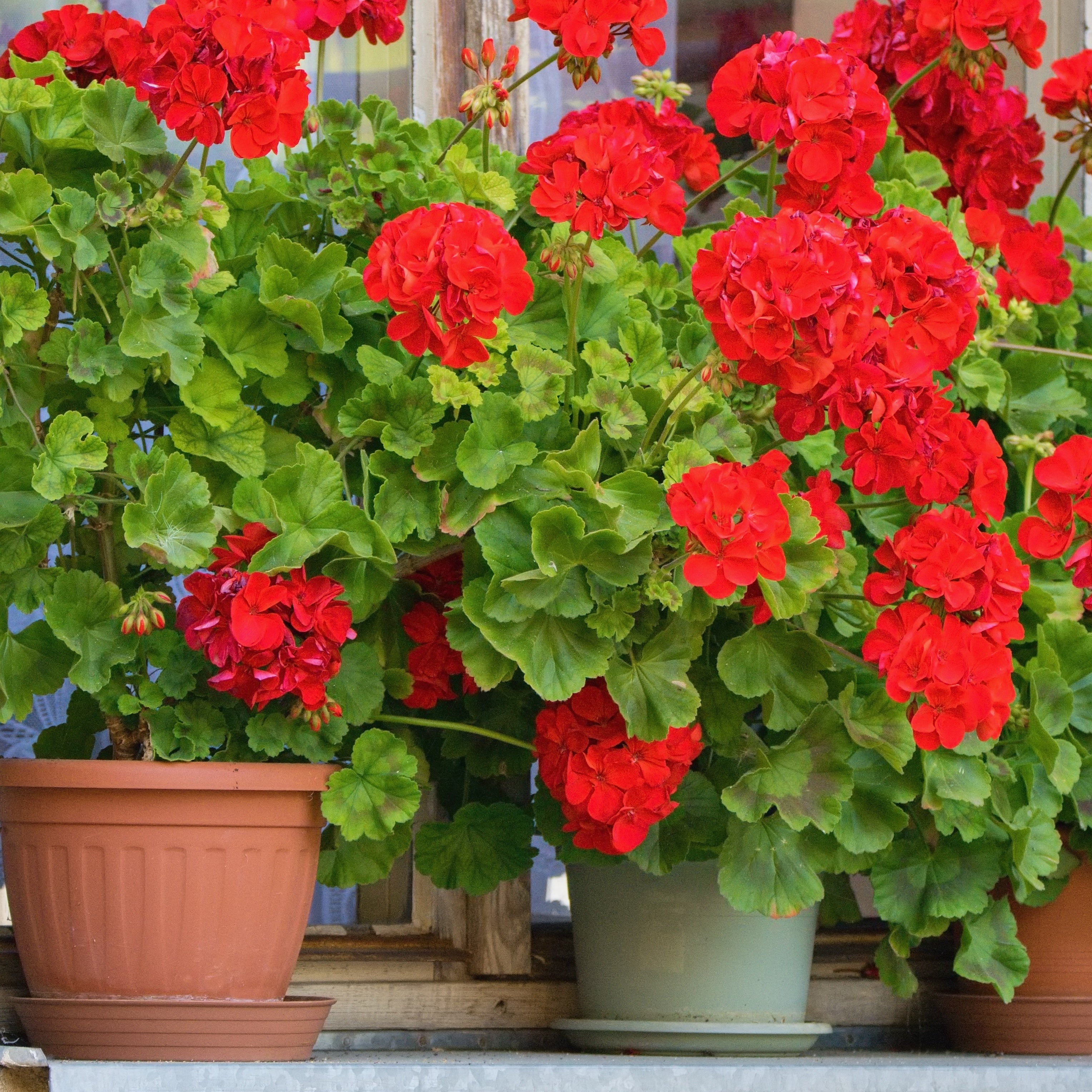Bakker Géranium zonale rouge fleur balcon pot Ø13cm