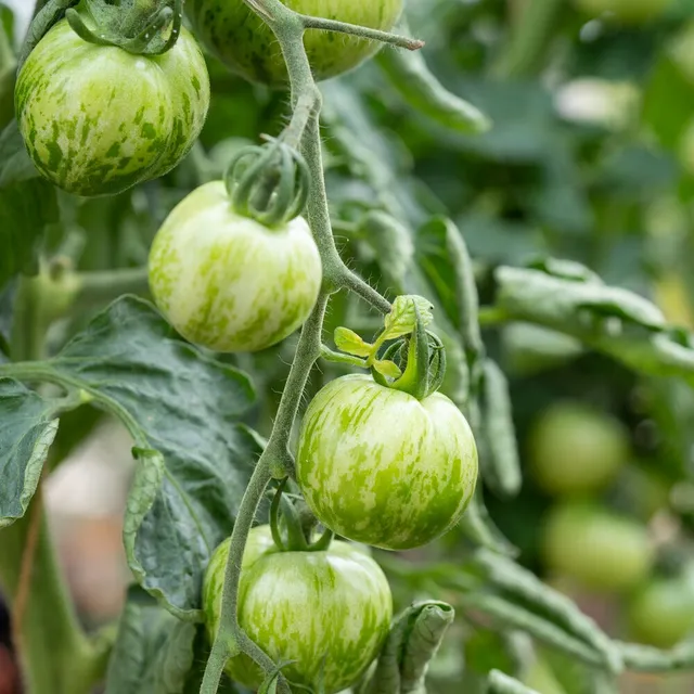 Bakker Potager et Graines Tomate Green Zebra graines sachet 0,15g rayée
