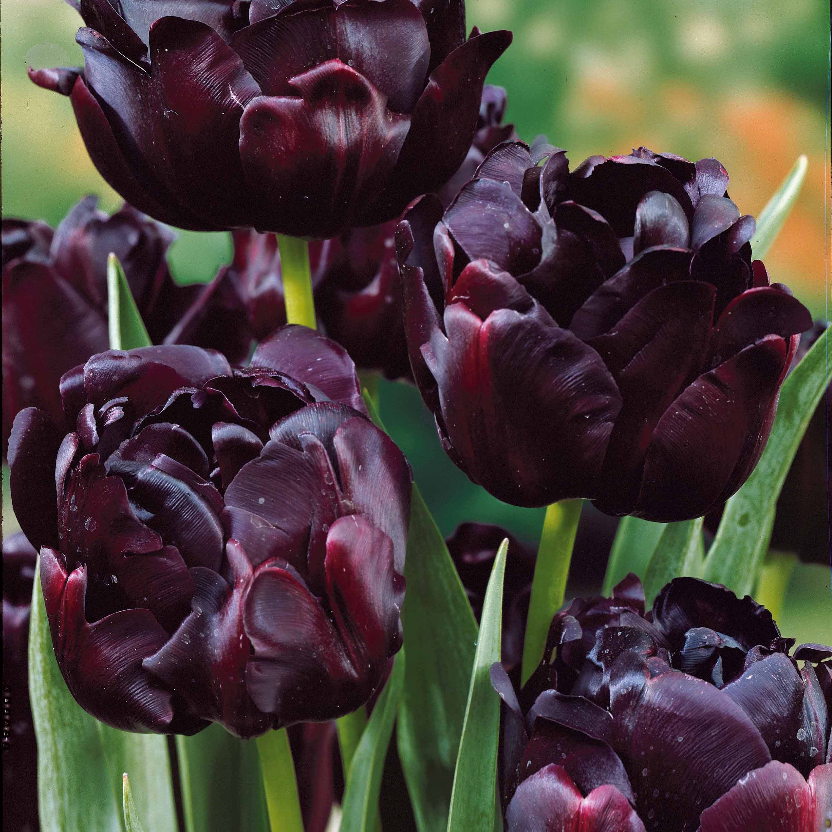 Bakker Bulbes Tulipes pivoine sachet 24 bulbes doubles