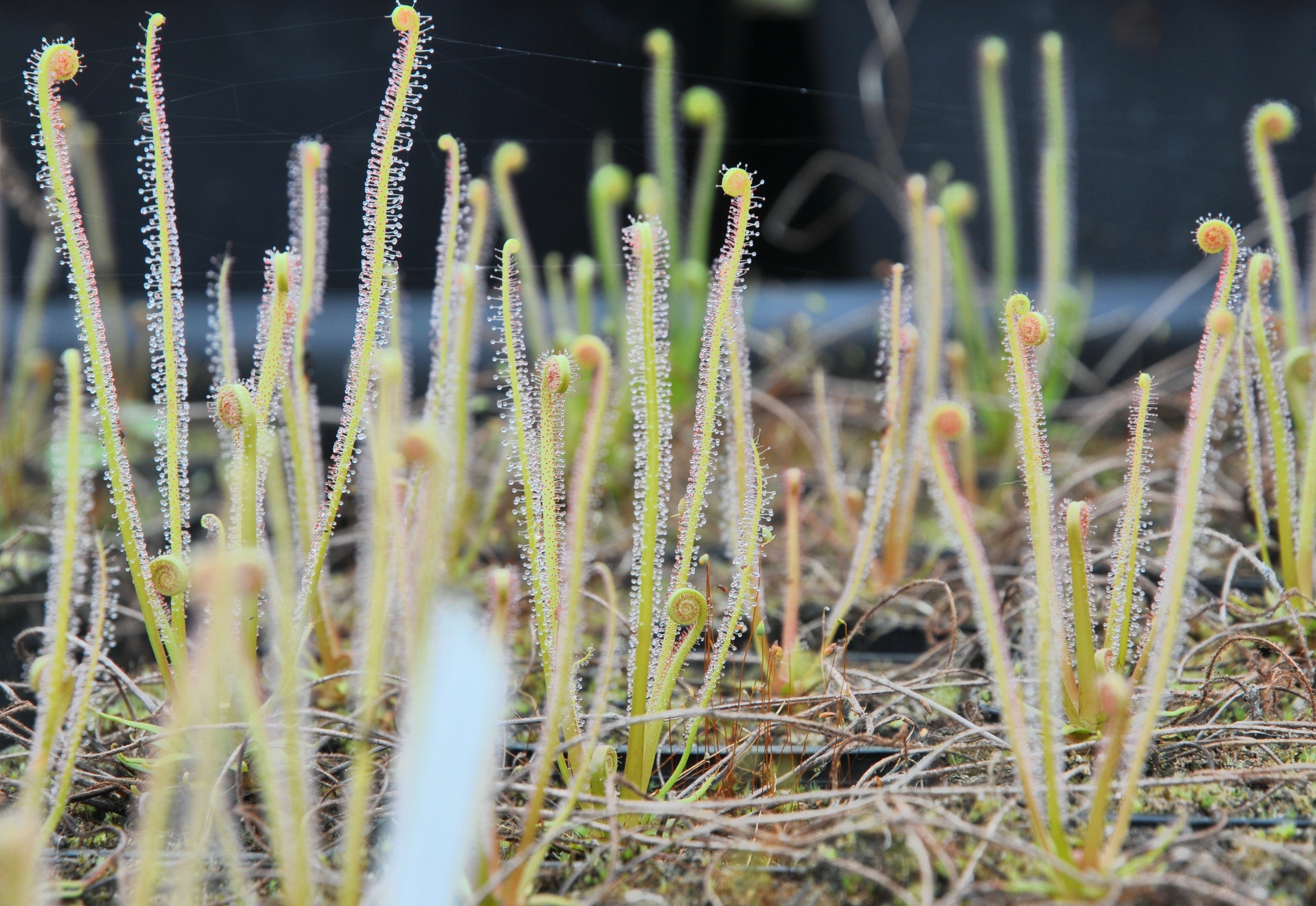 Carniflore Drosera filiformis plante carnivore pot 9cm extérieur