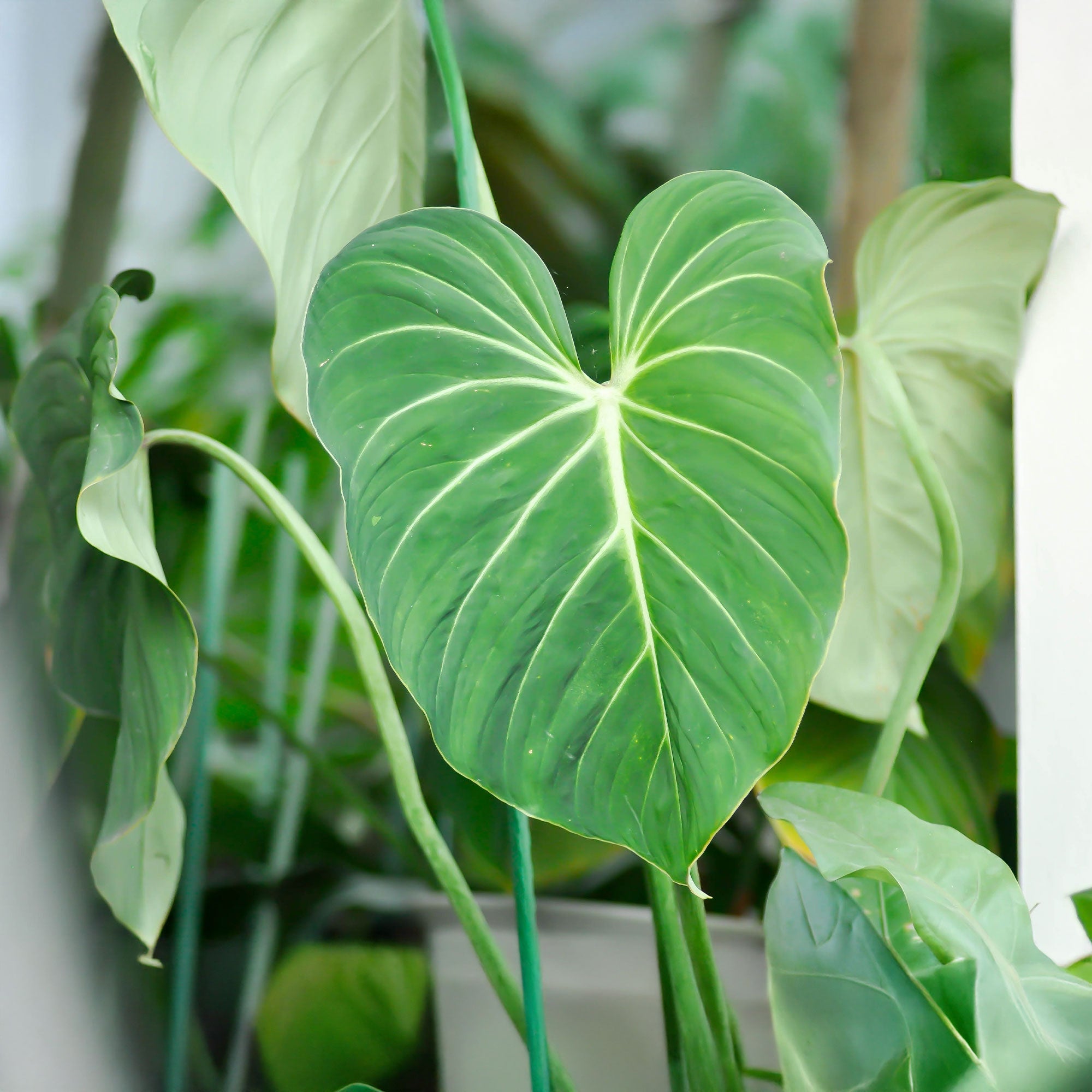Bakker Philodendron Gloriosum plante verte pot 15cm velours