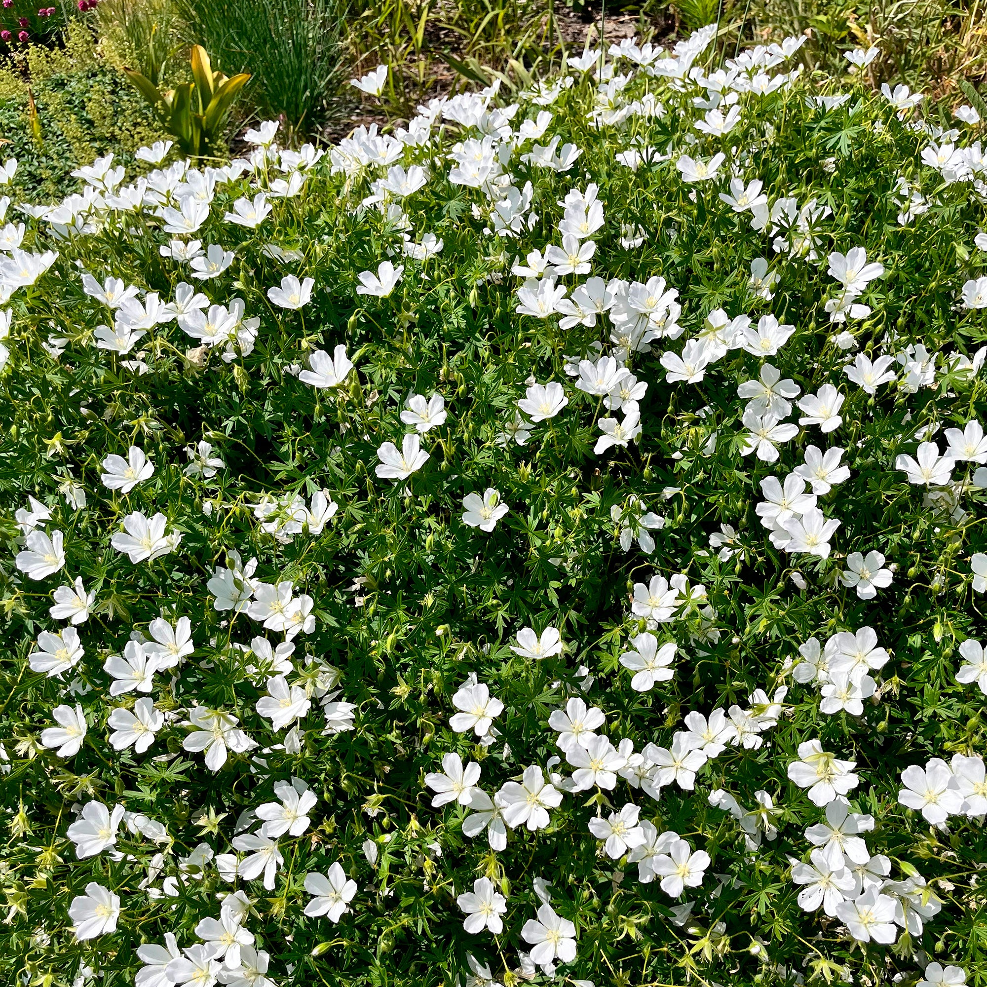 Bakker Plantes vivaces Géranium Album plante vivace pot 9cm blanc