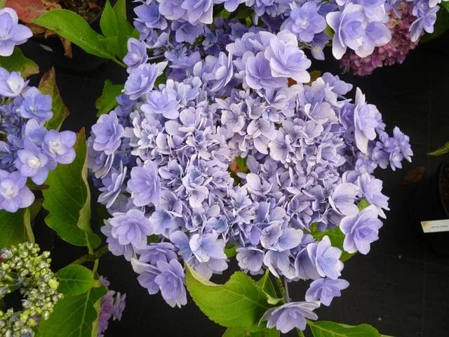 Les Hortensias du Haut Bois You and Me Passion hortensia fleurs plates