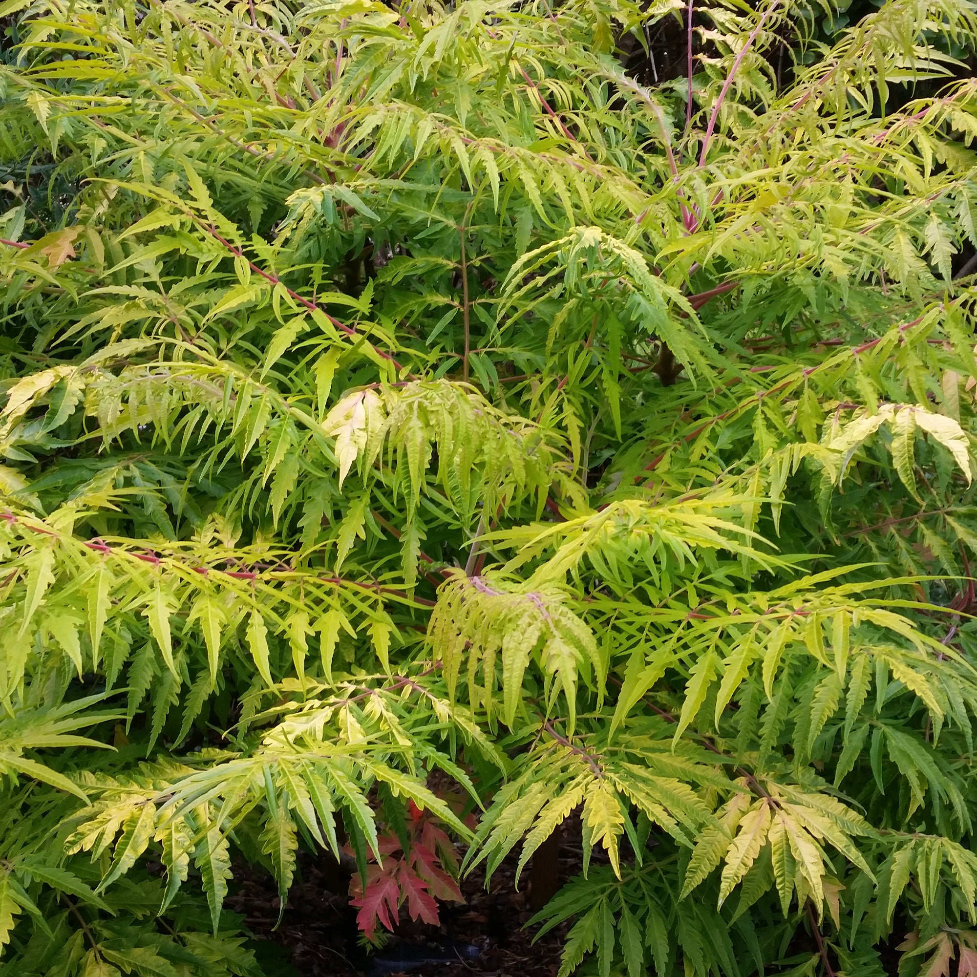 Bakker Arbustes Sumac de Virginie Tiger Eyes arbuste pot 4L doré
