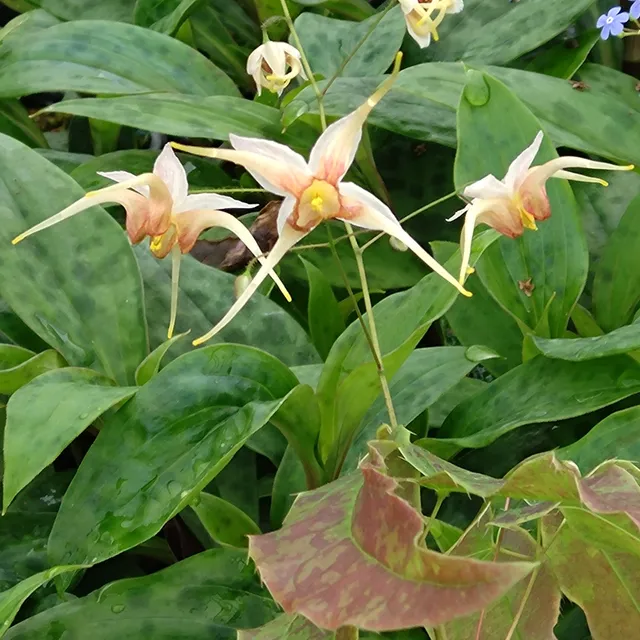 Passion Vivaces Epimedium King Prawn plante vivace fleur rose crevette