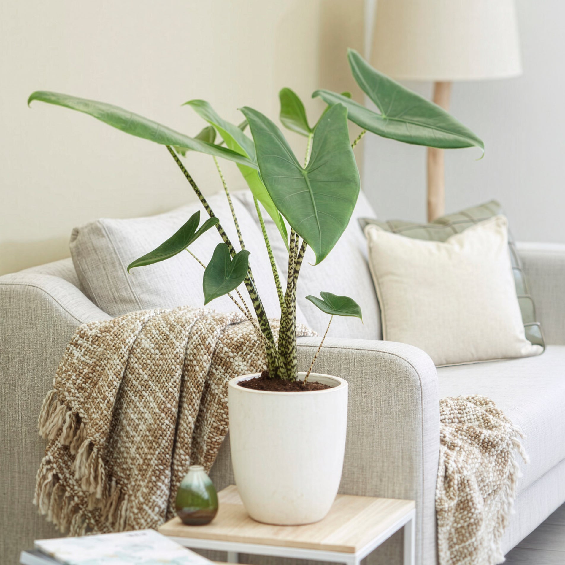 Bakker Zebrina alocasia tigré pot Ø14 cm 40-50 cm