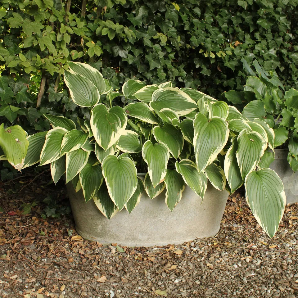 Bakker Plantes vivaces Hosta So Sweet plante vivace pot 9cm parfumée